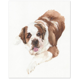 Saint Bernard Pet Watercolor Print